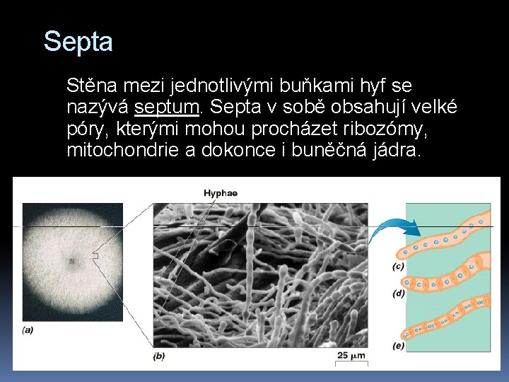 Septa Stěna mezi jednotlivými buňkami hyf se nazývá septum. Septa v sobě obsahují velké
