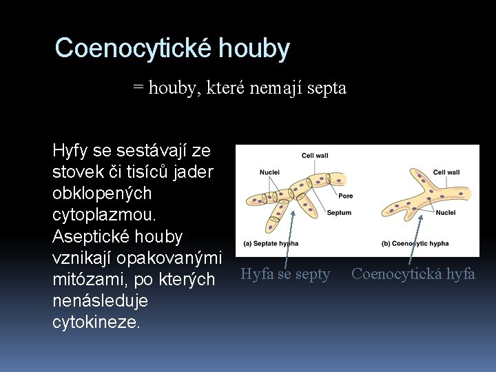 Coenocytické houby = houby, které nemají septa Hyfy se sestávají ze stovek či tisíců