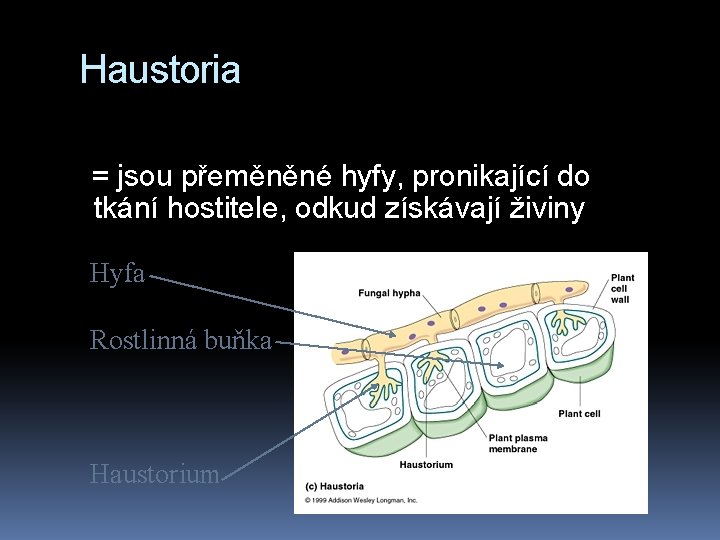 Haustoria = jsou přeměněné hyfy, pronikající do tkání hostitele, odkud získávají živiny Hyfa Rostlinná