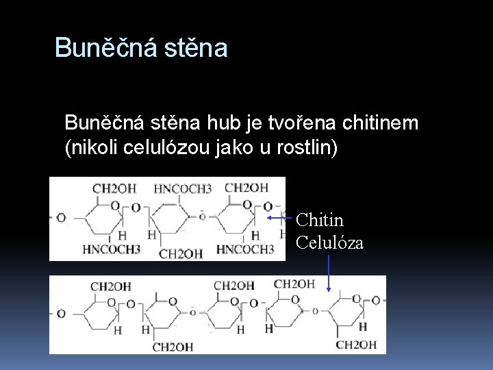 Buněčná stěna hub je tvořena chitinem (nikoli celulózou jako u rostlin) Chitin Celulóza 
