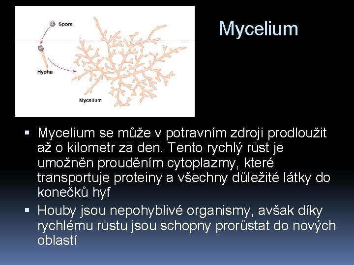 Mycelium se může v potravním zdroji prodloužit až o kilometr za den. Tento rychlý