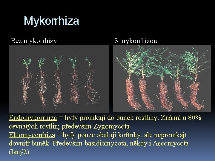 Mykorrhiza Bez mykorrhizy S mykorrhizou Endomykorrhiza = hyfy pronikají do buněk rostliny. Známá u