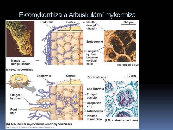 Ektomykorrhiza a Arbuskulární mykorrhiza 