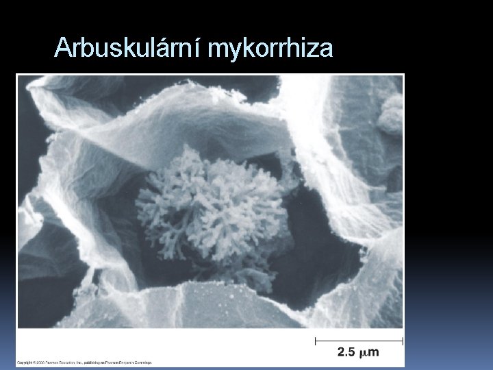 Arbuskulární mykorrhiza 