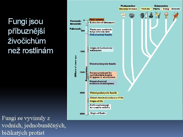 Fungi jsou příbuznější živočichům než rostlinám Fungi se vyvinuly z vodních, jednobuněčných, bičíkatých protist