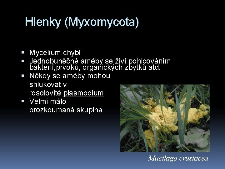 Hlenky (Myxomycota) Mycelium chybí Jednobuněčné améby se živí pohlcováním bakterií, prvoků, organických zbytků atd.
