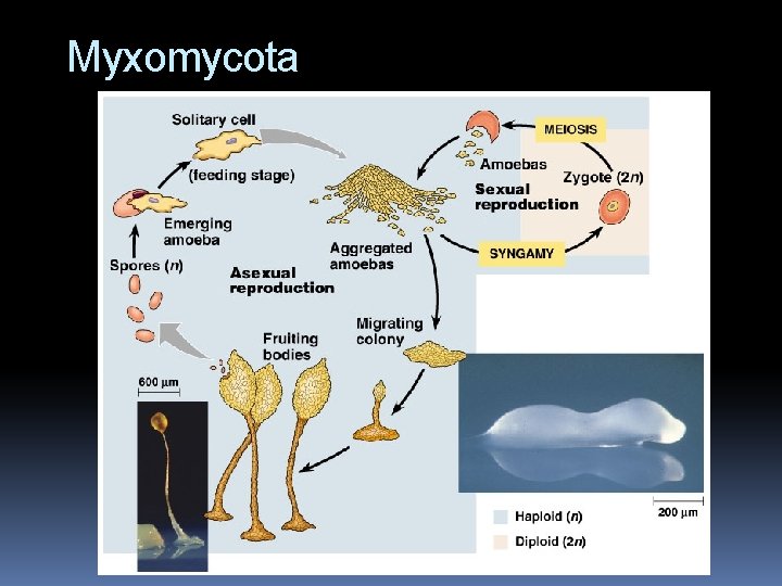 Myxomycota 