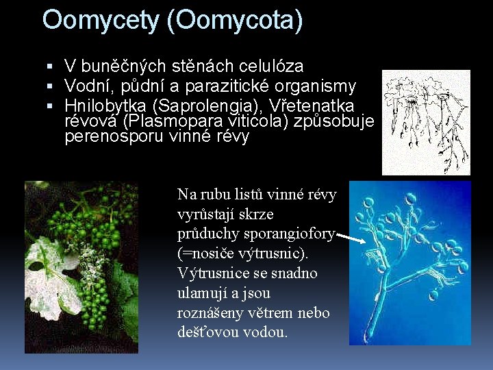 Oomycety (Oomycota) V buněčných stěnách celulóza Vodní, půdní a parazitické organismy Hnilobytka (Saprolengia), Vřetenatka