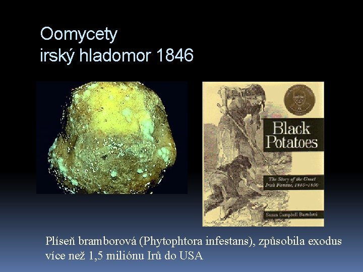 Oomycety irský hladomor 1846 Plíseň bramborová (Phytophtora infestans), způsobila exodus více než 1, 5
