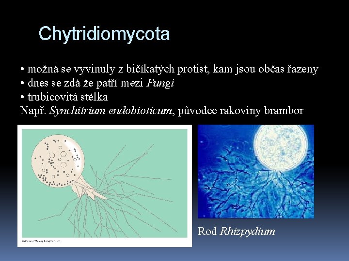 Chytridiomycota • možná se vyvinuly z bičíkatých protist, kam jsou občas řazeny • dnes