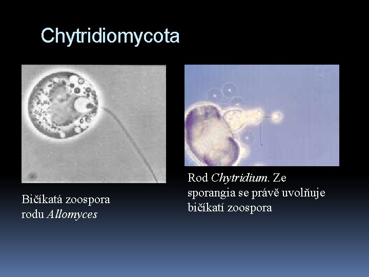 Chytridiomycota Bičíkatá zoospora rodu Allomyces Rod Chytridium. Ze sporangia se právě uvolňuje bičíkatí zoospora
