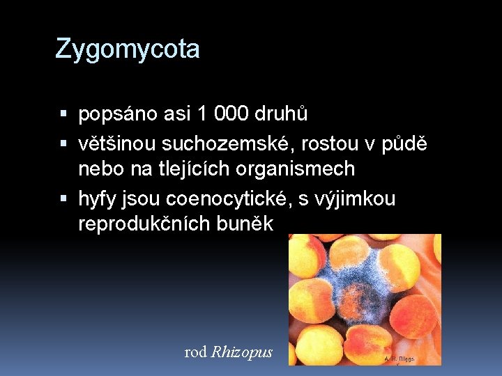 Zygomycota popsáno asi 1 000 druhů většinou suchozemské, rostou v půdě nebo na tlejících