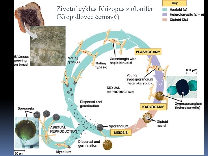 Životní cyklus Rhizopus stolonifer (Kropidlovec černavý) 