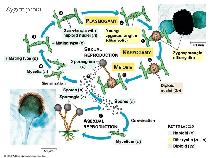 Zygomycota 