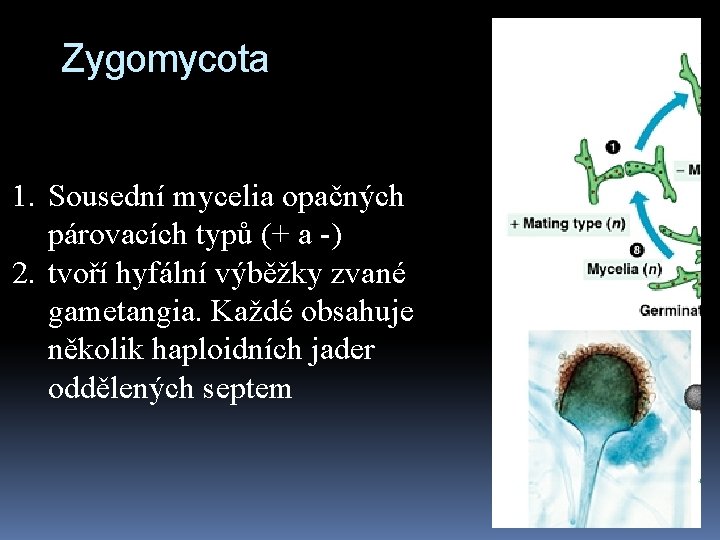 Zygomycota 1. Sousední mycelia opačných párovacích typů (+ a -) 2. tvoří hyfální výběžky