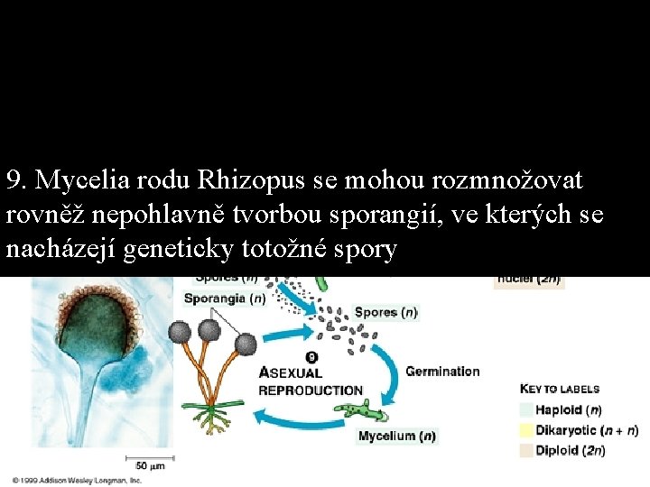 9. Mycelia rodu Rhizopus se mohou rozmnožovat rovněž nepohlavně tvorbou sporangií, ve kterých se