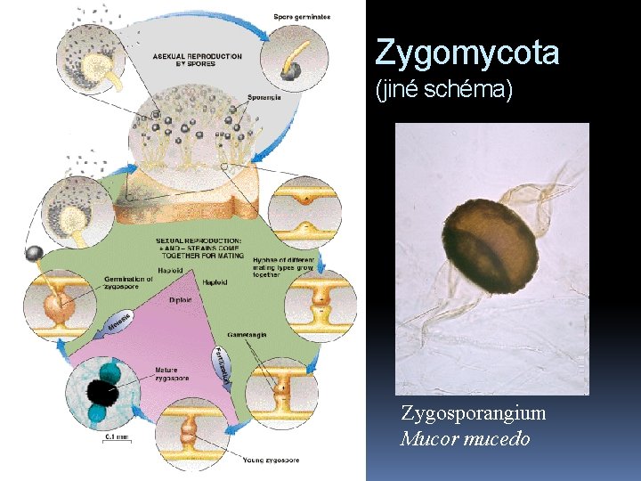 Zygomycota (jiné schéma) Zygosporangium Mucor mucedo 
