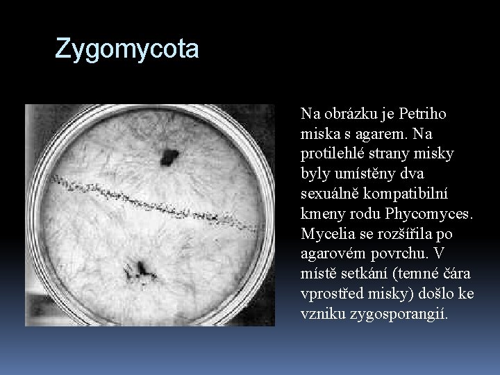 Zygomycota Na obrázku je Petriho miska s agarem. Na protilehlé strany misky byly umístěny