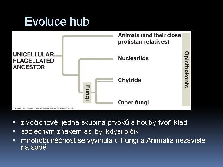 Evoluce hub živočichové, jedna skupina prvoků a houby tvoří klad společným znakem asi byl