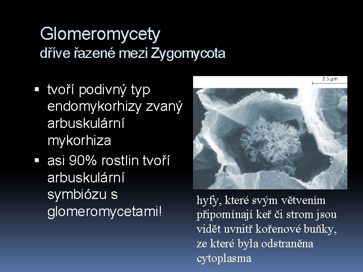 Glomeromycety dříve řazené mezi Zygomycota tvoří podivný typ endomykorhizy zvaný arbuskulární mykorhiza asi 90%