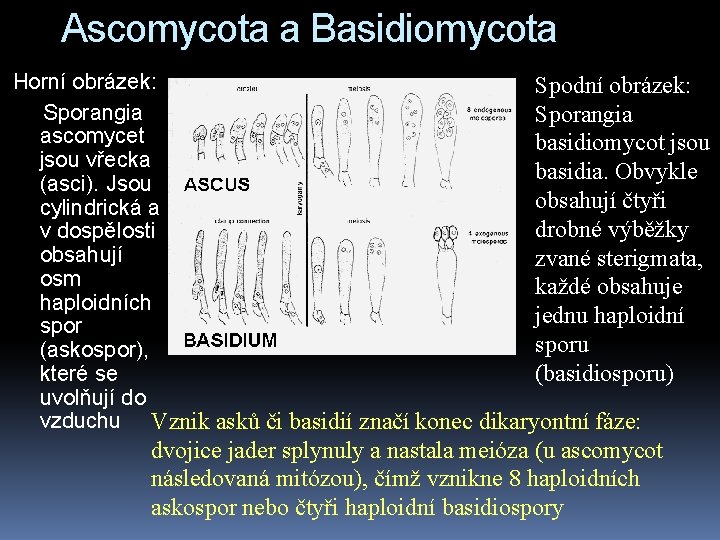 Ascomycota a Basidiomycota Horní obrázek: Spodní obrázek: Sporangia ascomycet basidiomycot jsou vřecka basidia. Obvykle