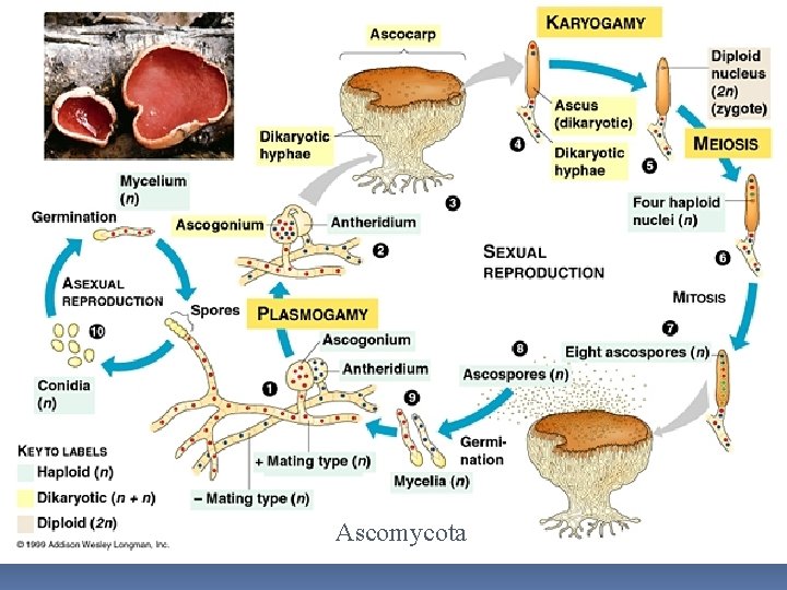 Ascomycota 