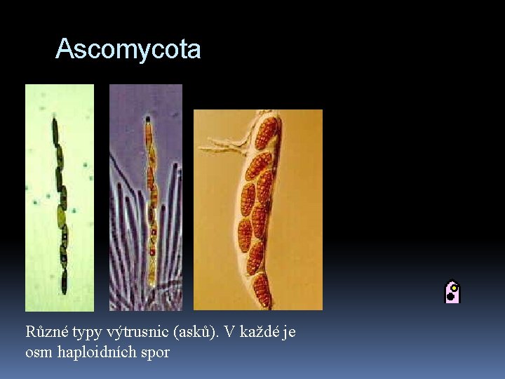 Ascomycota Různé typy výtrusnic (asků). V každé je osm haploidních spor 