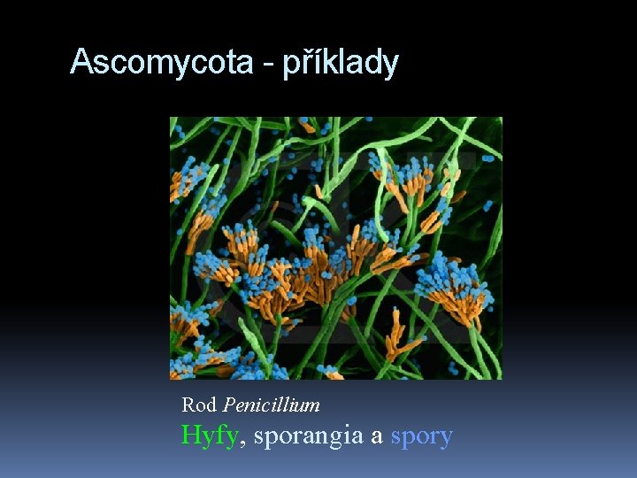 Ascomycota - příklady Rod Penicillium Hyfy, sporangia a spory 