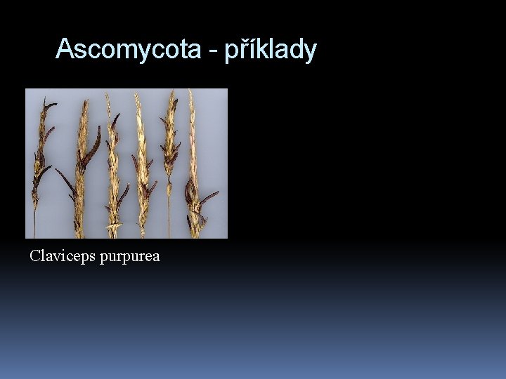 Ascomycota - příklady Claviceps purpurea 
