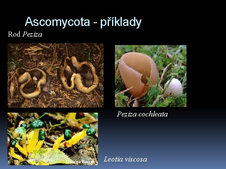 Ascomycota - příklady Rod Peziza cochleata Leotia viscosa 