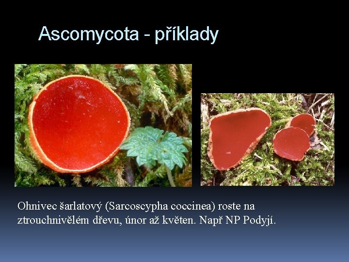 Ascomycota - příklady Ohnivec šarlatový (Sarcoscypha coccinea) roste na ztrouchnivělém dřevu, únor až květen.
