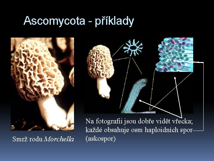 Ascomycota - příklady Smrž rodu Morchella Na fotografii jsou dobře vidět vřecka; každé obsahuje