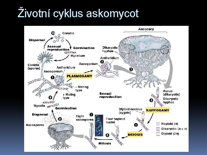 Životní cyklus askomycot 