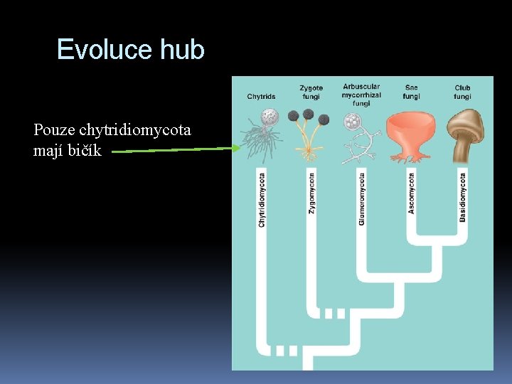 Evoluce hub Pouze chytridiomycota mají bičík 