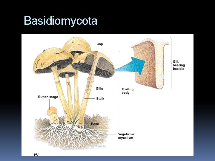 Basidiomycota 