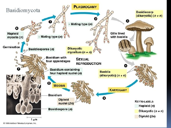 Basidiomycota 