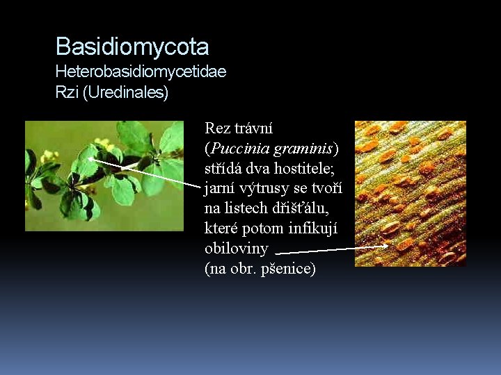 Basidiomycota Heterobasidiomycetidae Rzi (Uredinales) Rez trávní (Puccinia graminis) střídá dva hostitele; jarní výtrusy se