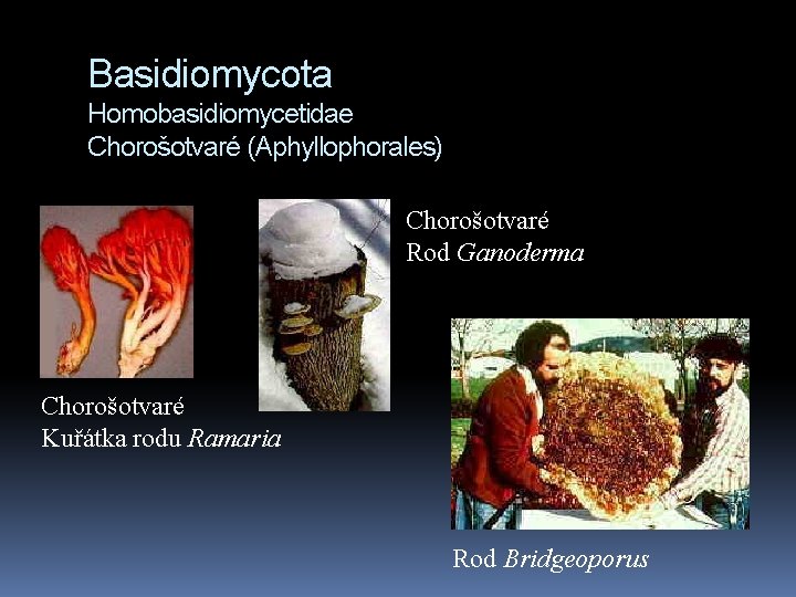 Basidiomycota Homobasidiomycetidae Chorošotvaré (Aphyllophorales) Chorošotvaré Rod Ganoderma Chorošotvaré Kuřátka rodu Ramaria Rod Bridgeoporus 