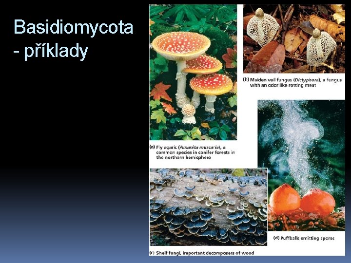 Basidiomycota - příklady 