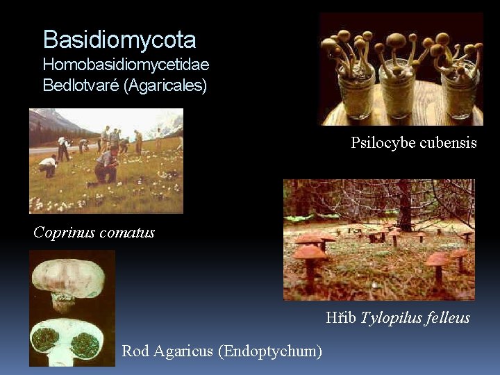Basidiomycota Homobasidiomycetidae Bedlotvaré (Agaricales) Psilocybe cubensis Coprinus comatus Hřib Tylopilus felleus Rod Agaricus (Endoptychum)