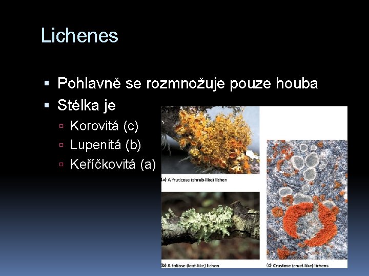 Lichenes Pohlavně se rozmnožuje pouze houba Stélka je Korovitá (c) Lupenitá (b) Keříčkovitá (a)