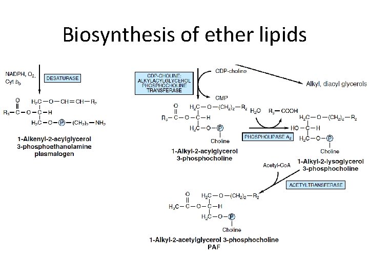 Biosynthesis of ether lipids 