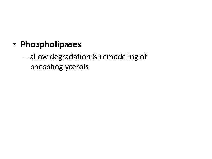  • Phospholipases – allow degradation & remodeling of phosphoglycerols 