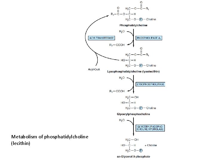 Metabolism of phosphatidylcholine (lecithin) 
