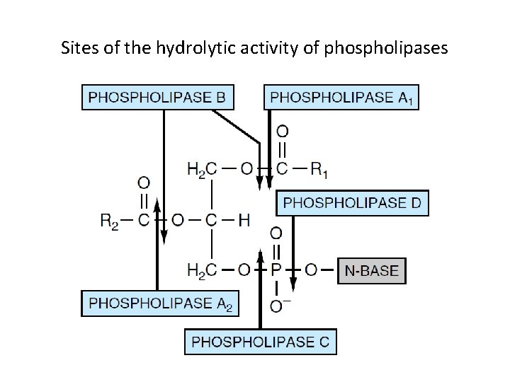 Sites of the hydrolytic activity of phospholipases 