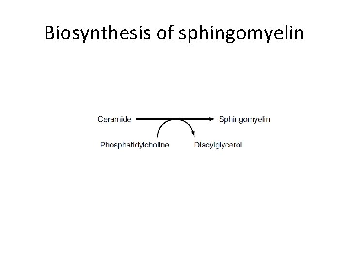 Biosynthesis of sphingomyelin 