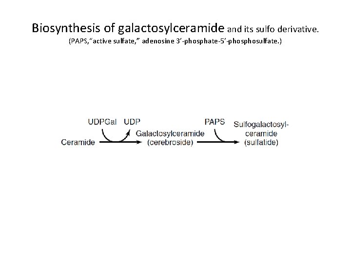 Biosynthesis of galactosylceramide and its sulfo derivative. (PAPS, “active sulfate, ” adenosine 3′-phosphate-5′-phosulfate. )