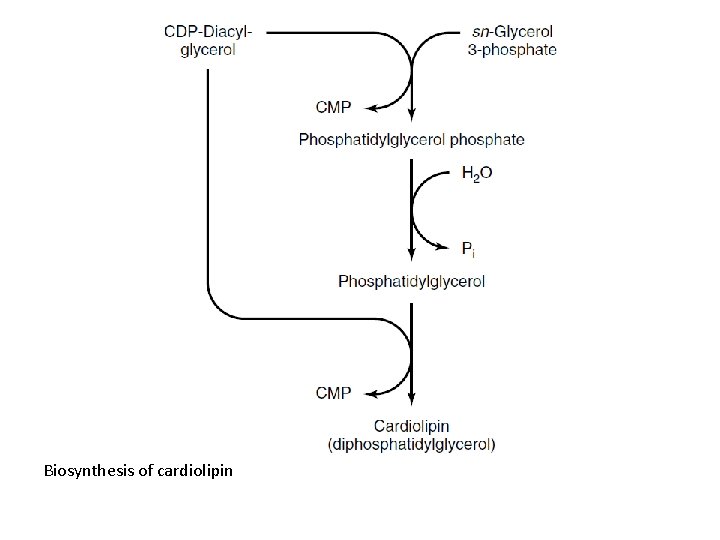 Biosynthesis of cardiolipin 