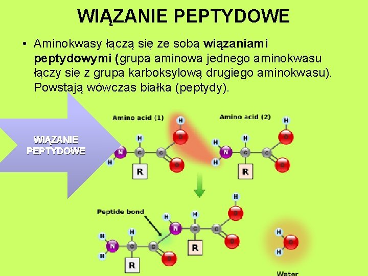 WIĄZANIE PEPTYDOWE • Aminokwasy łączą się ze sobą wiązaniami peptydowymi (grupa aminowa jednego aminokwasu