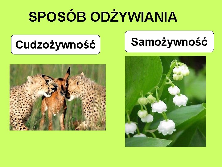 SPOSÓB ODŻYWIANIA Cudzożywność Samożywność 